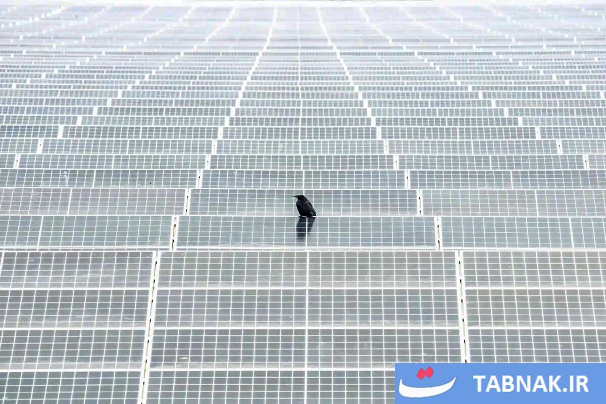 شکوه پرندگان در قاب دوربین