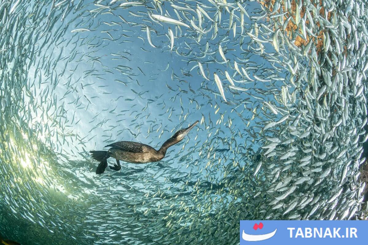 شکوه پرندگان در قاب دوربین