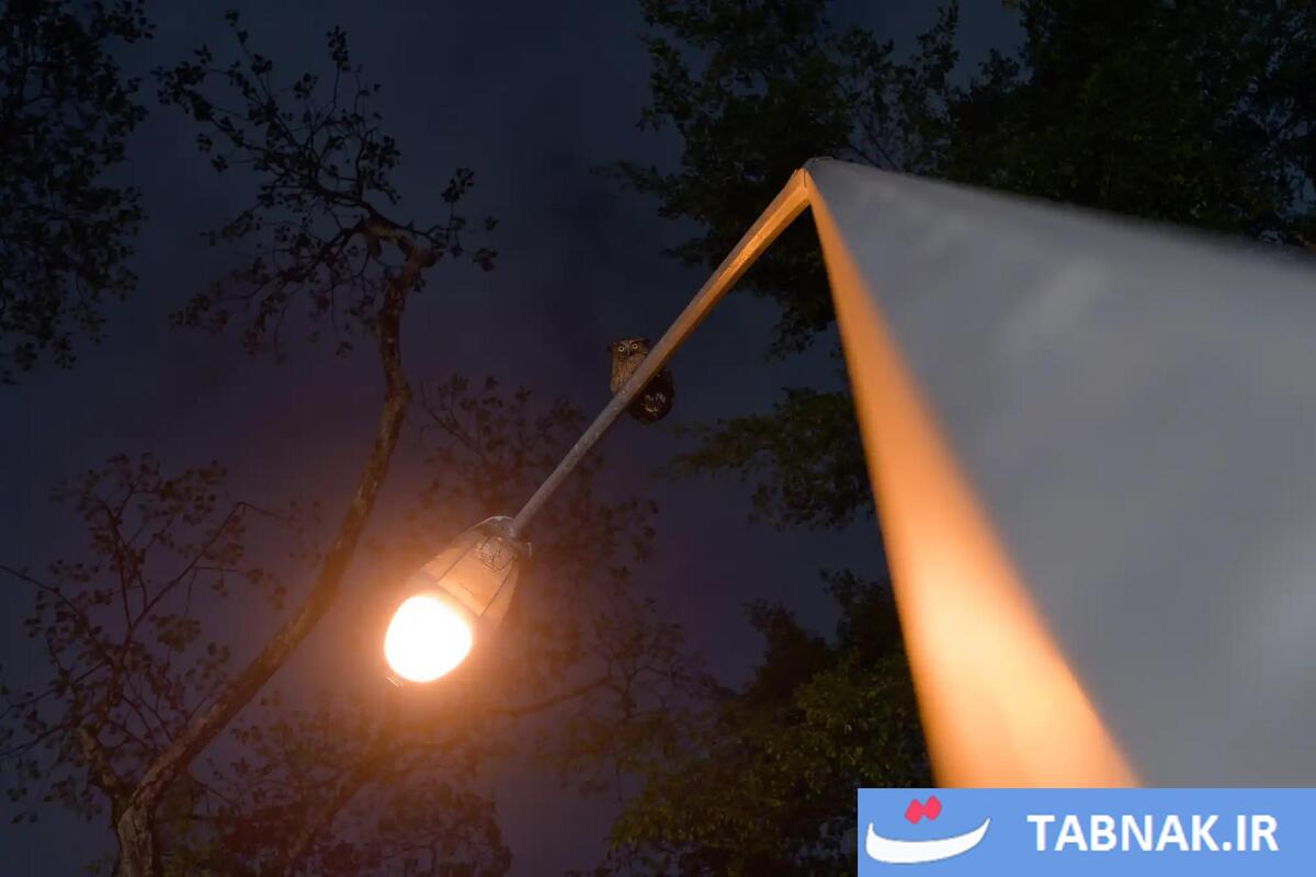 شکوه پرندگان در قاب دوربین