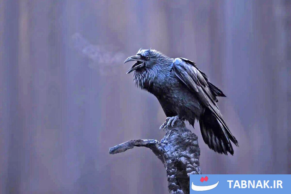 شکوه پرندگان در قاب دوربین