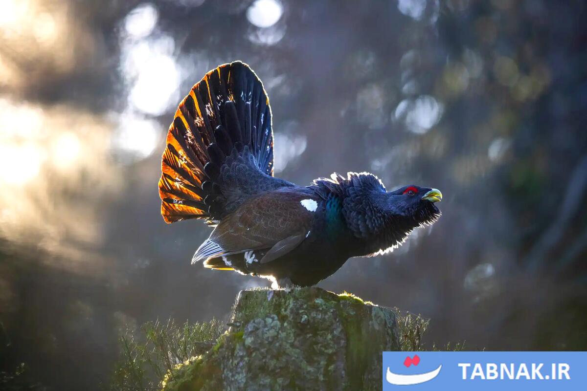 شکوه پرندگان در قاب دوربین