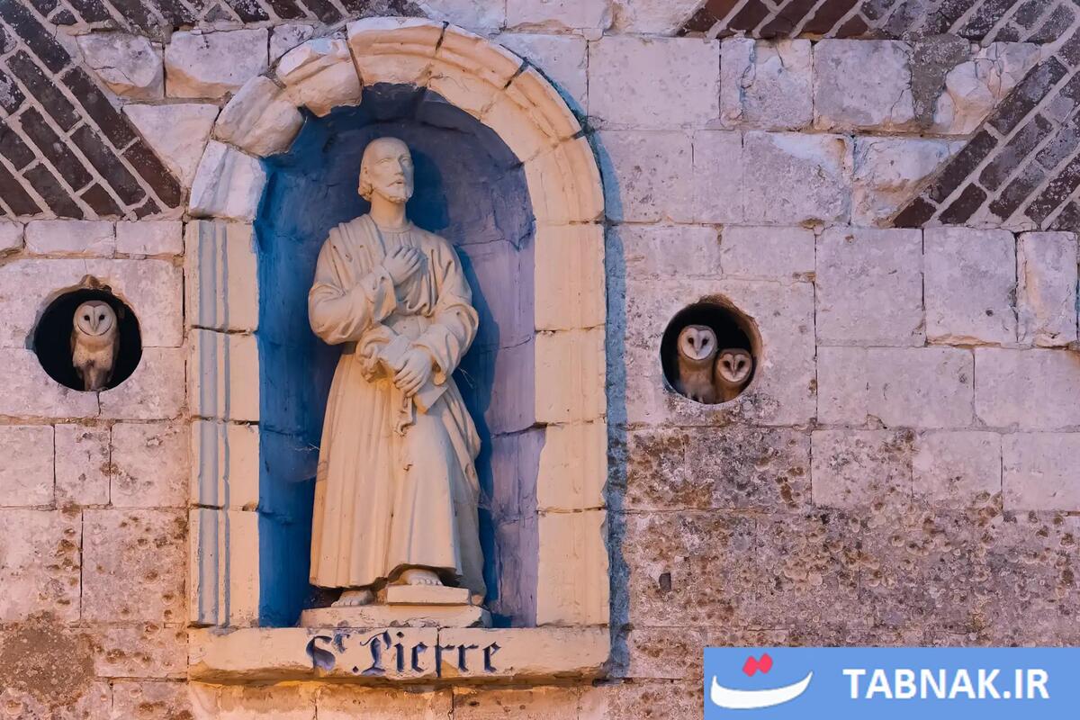 شکوه پرندگان در قاب دوربین