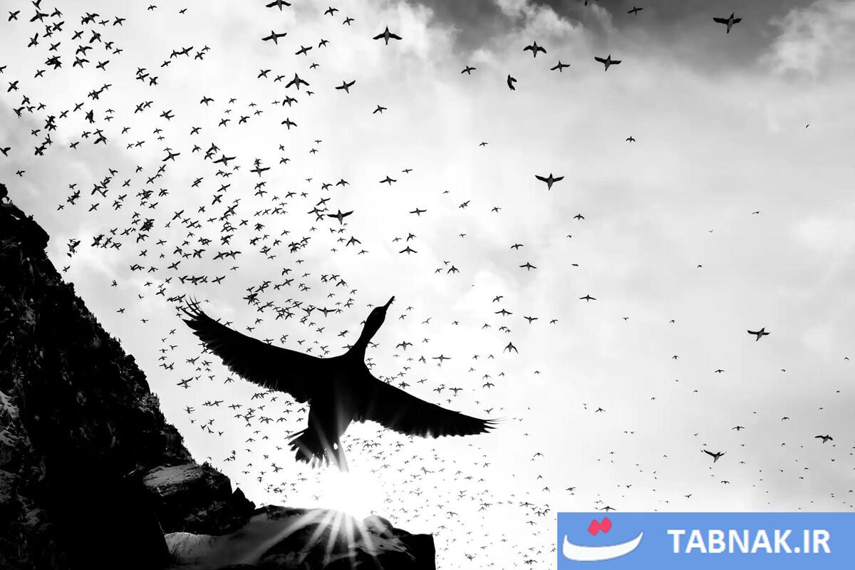 شکوه پرندگان در قاب دوربین