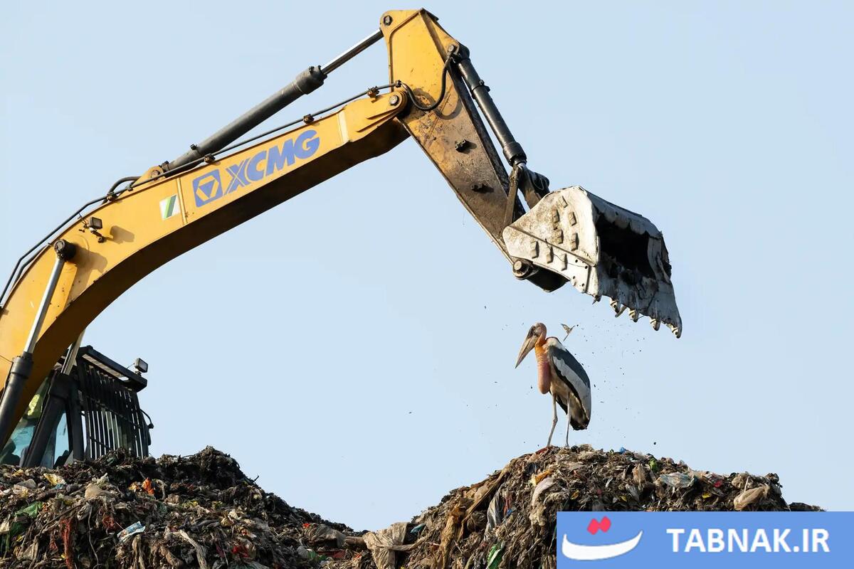 شکوه پرندگان در قاب دوربین