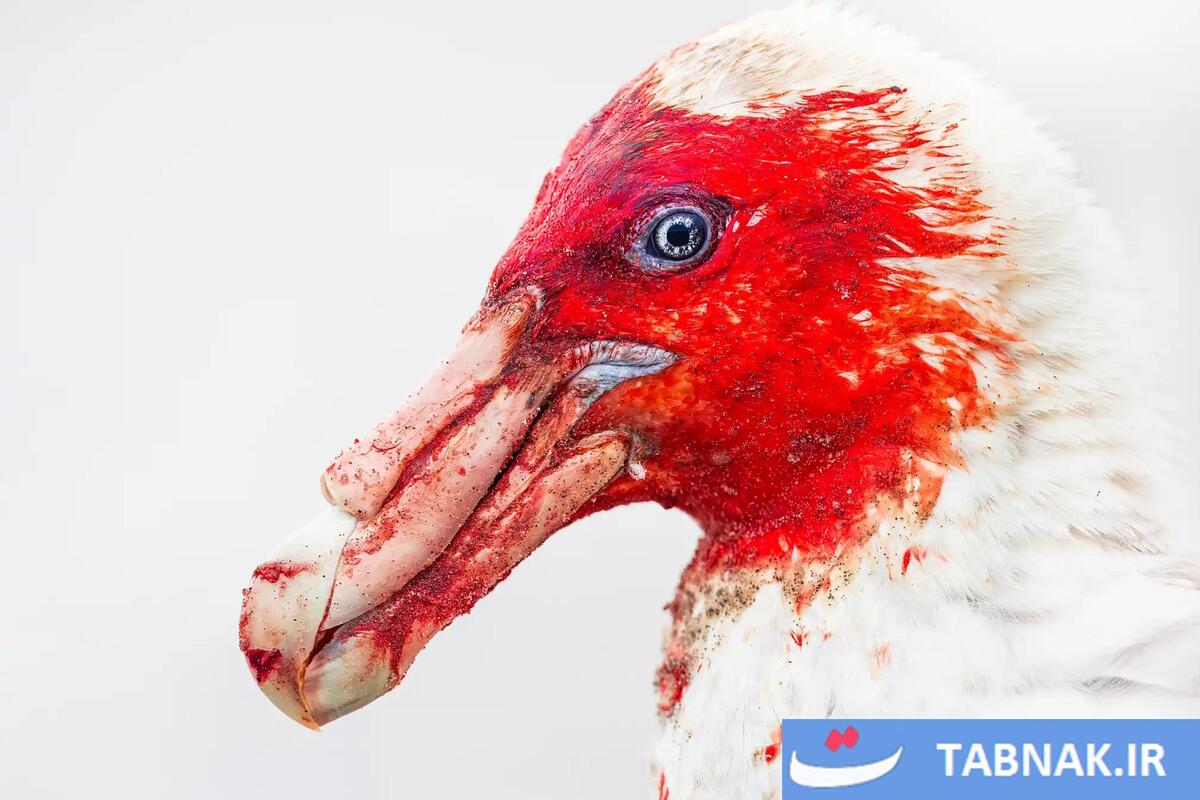 شکوه پرندگان در قاب دوربین