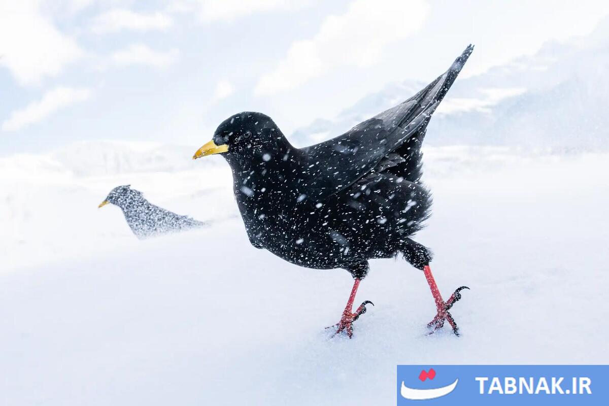 شکوه پرندگان در قاب دوربین