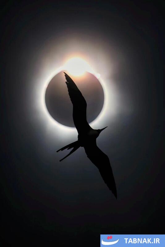 شکوه پرندگان در قاب دوربین