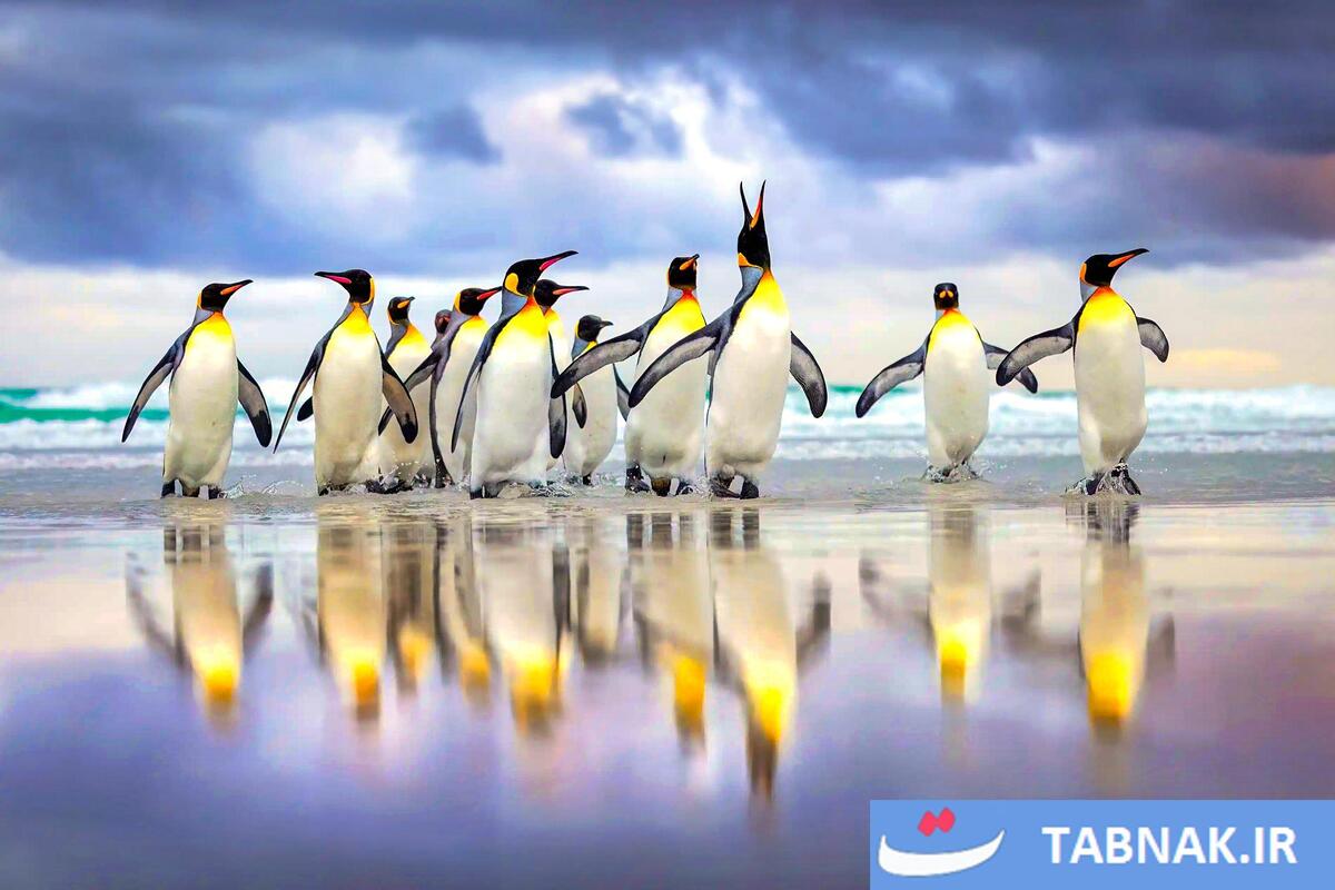 شکوه پرندگان در قاب دوربین