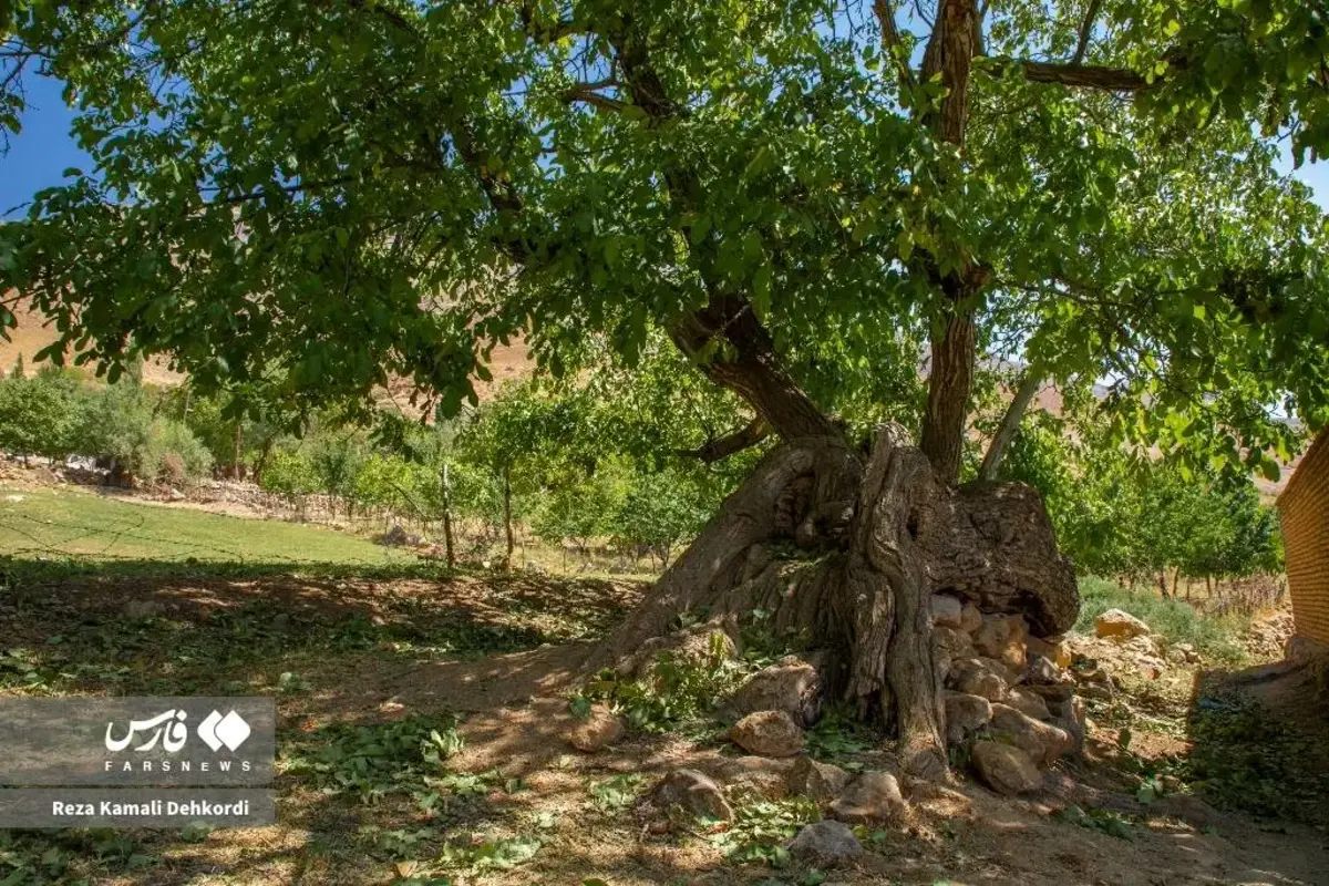 سایه‌سالاران چهارمحال و بختیاری 