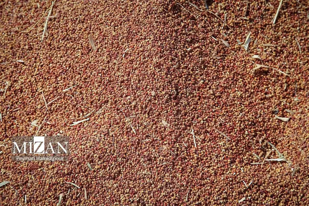 هنر ماندگار جاروبافی در خراسان شمالی