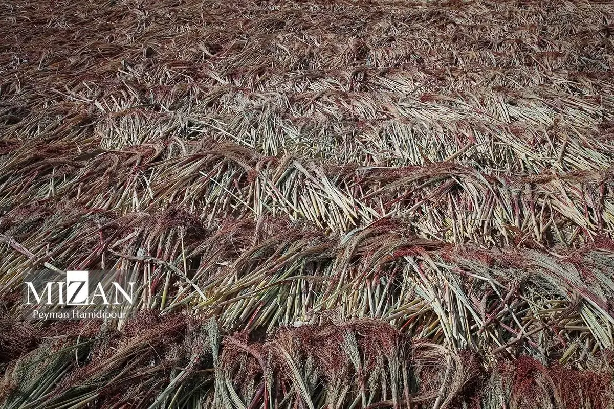 هنر ماندگار جاروبافی در خراسان شمالی