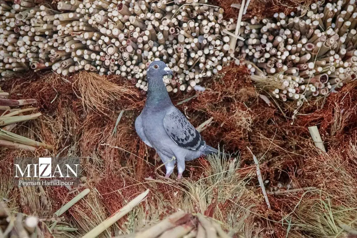 هنر ماندگار جاروبافی در خراسان شمالی