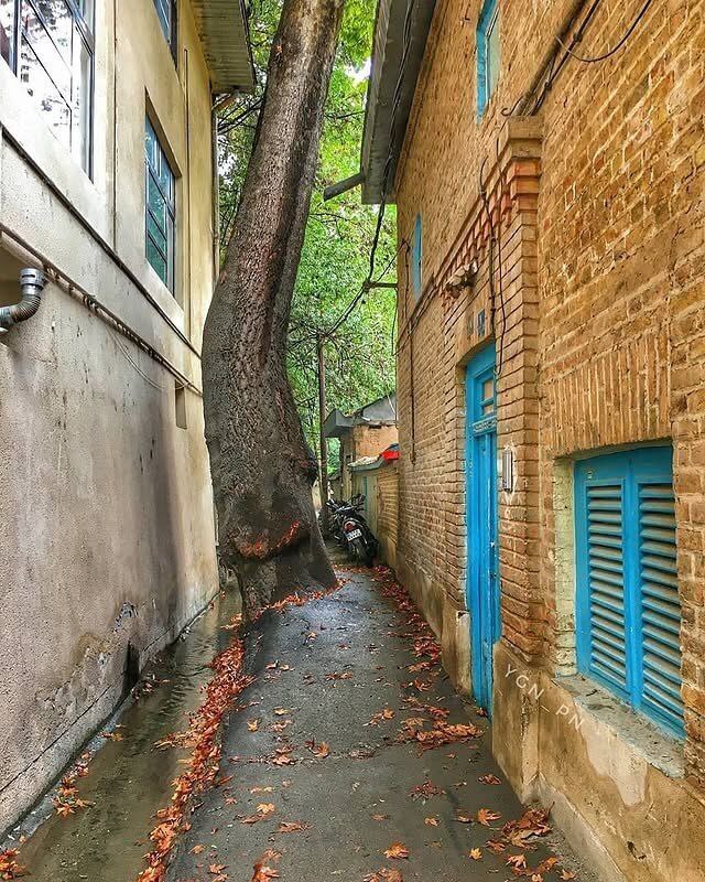 آواز رنگ‌ها در کوچه‌های پاییزی درکه