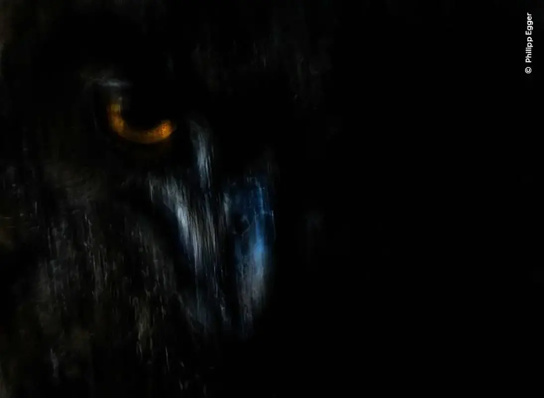 برندگان مسابقه عکاسی حیات وحش ۲۰۲۵