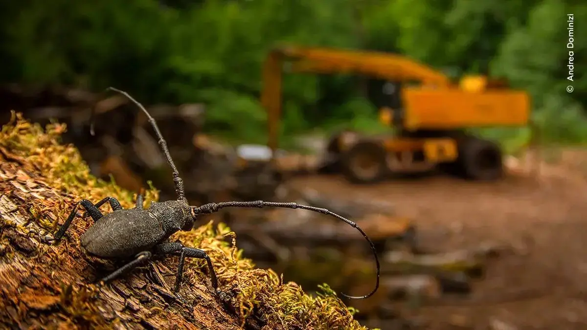 برندگان مسابقه عکاسی حیات وحش ۲۰۲۵