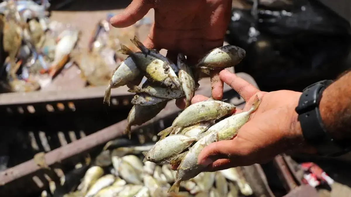 جان دوباره بازار‌های غزه پس از آتش بس