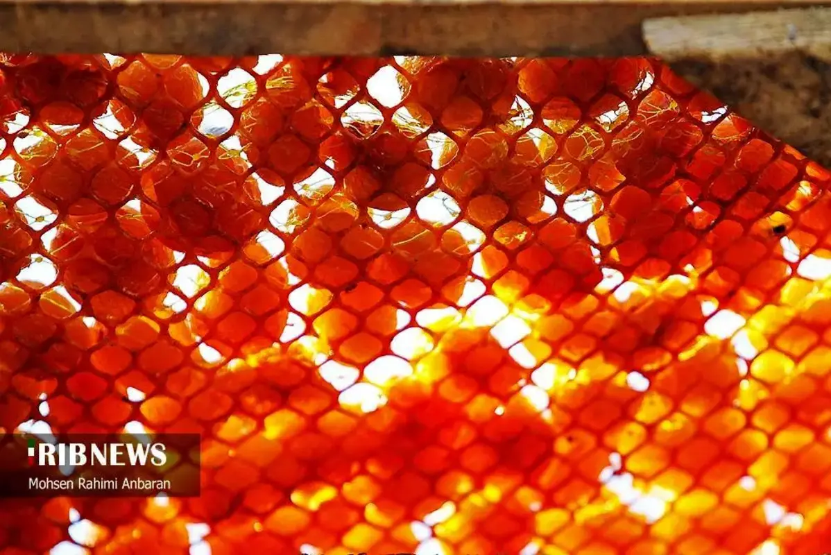 آلو‌های خور در صف آفتاب