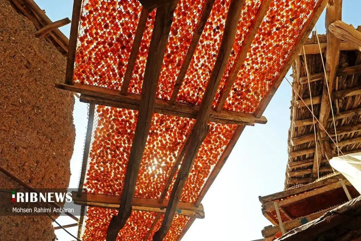 آلو‌های خور در صف آفتاب