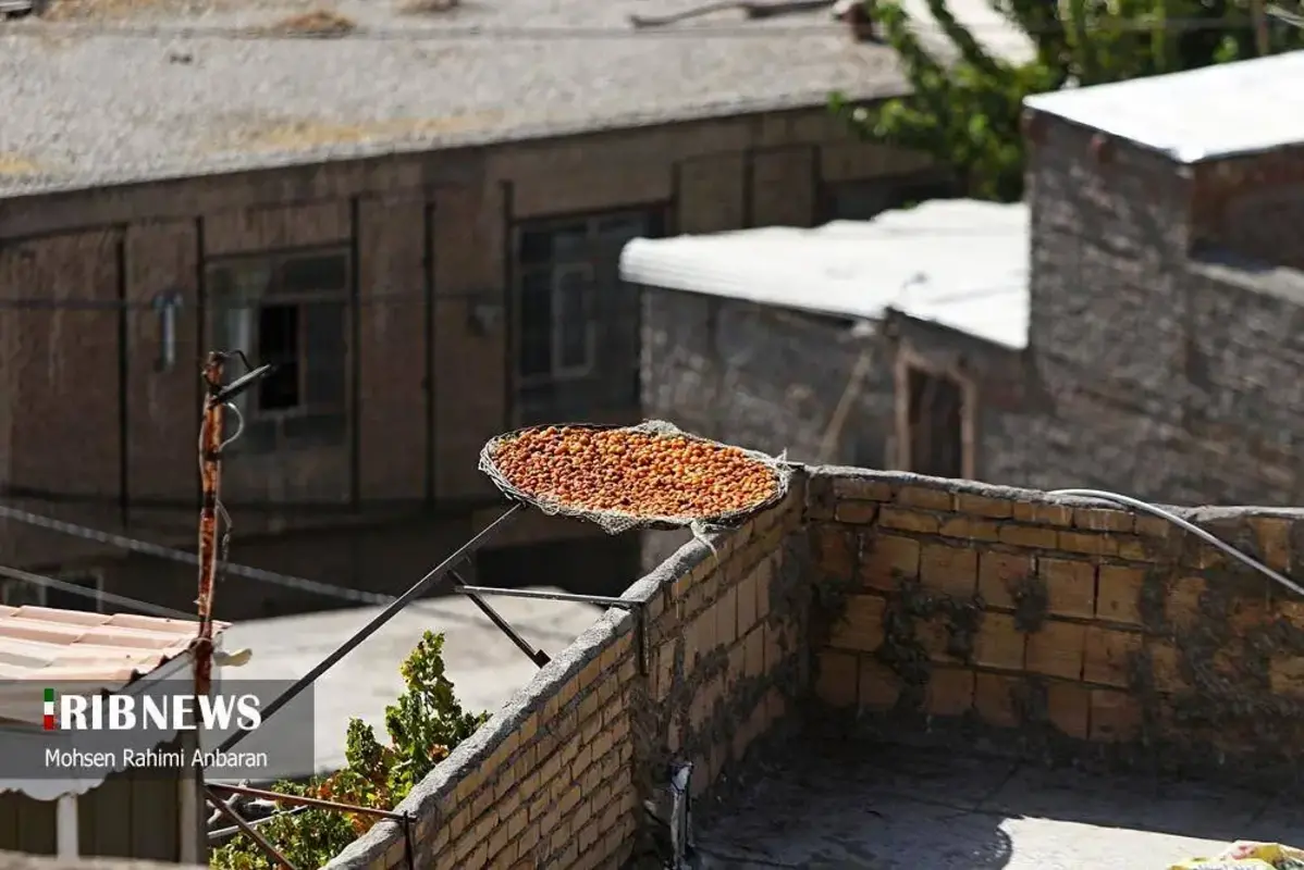 آلو‌های خور در صف آفتاب