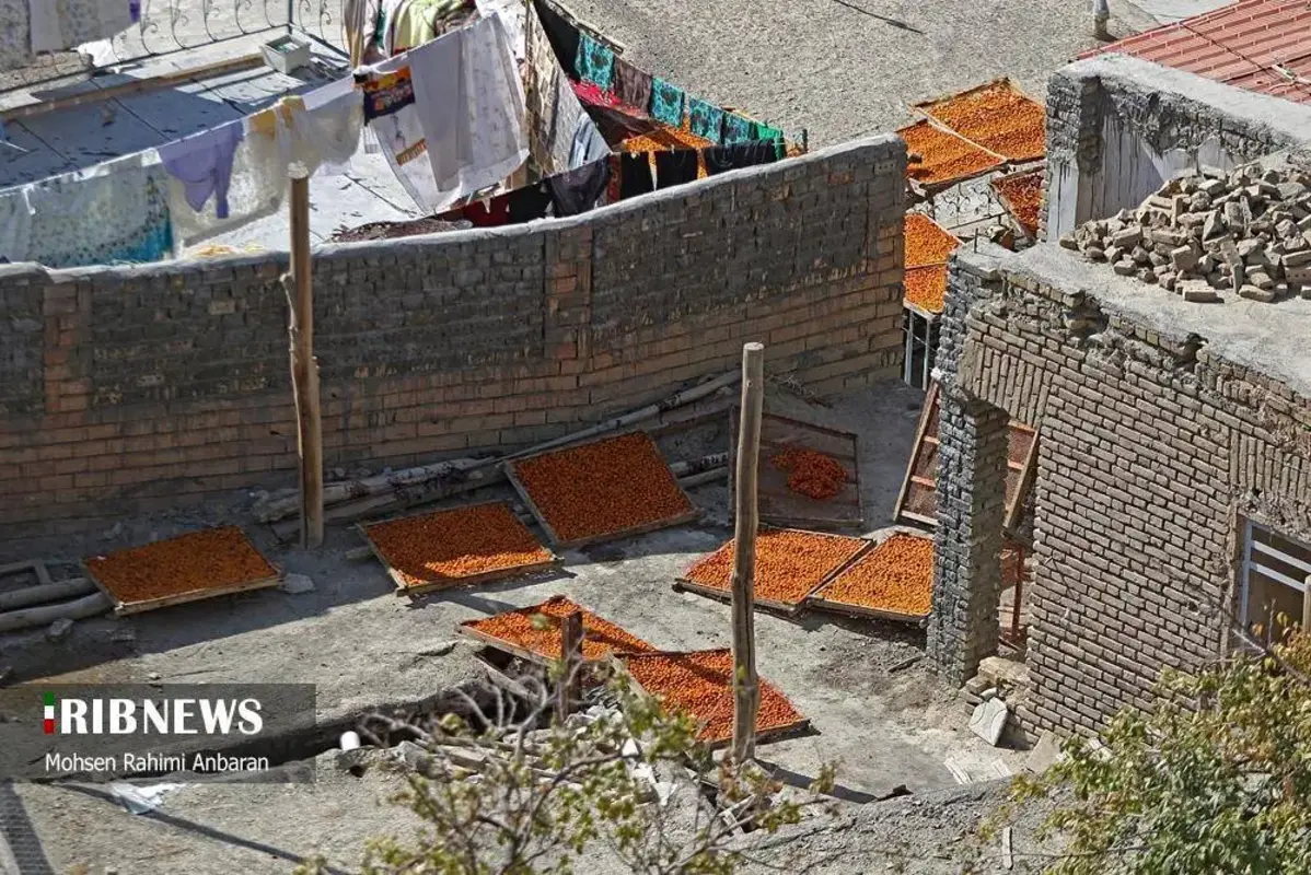 آلو‌های خور در صف آفتاب