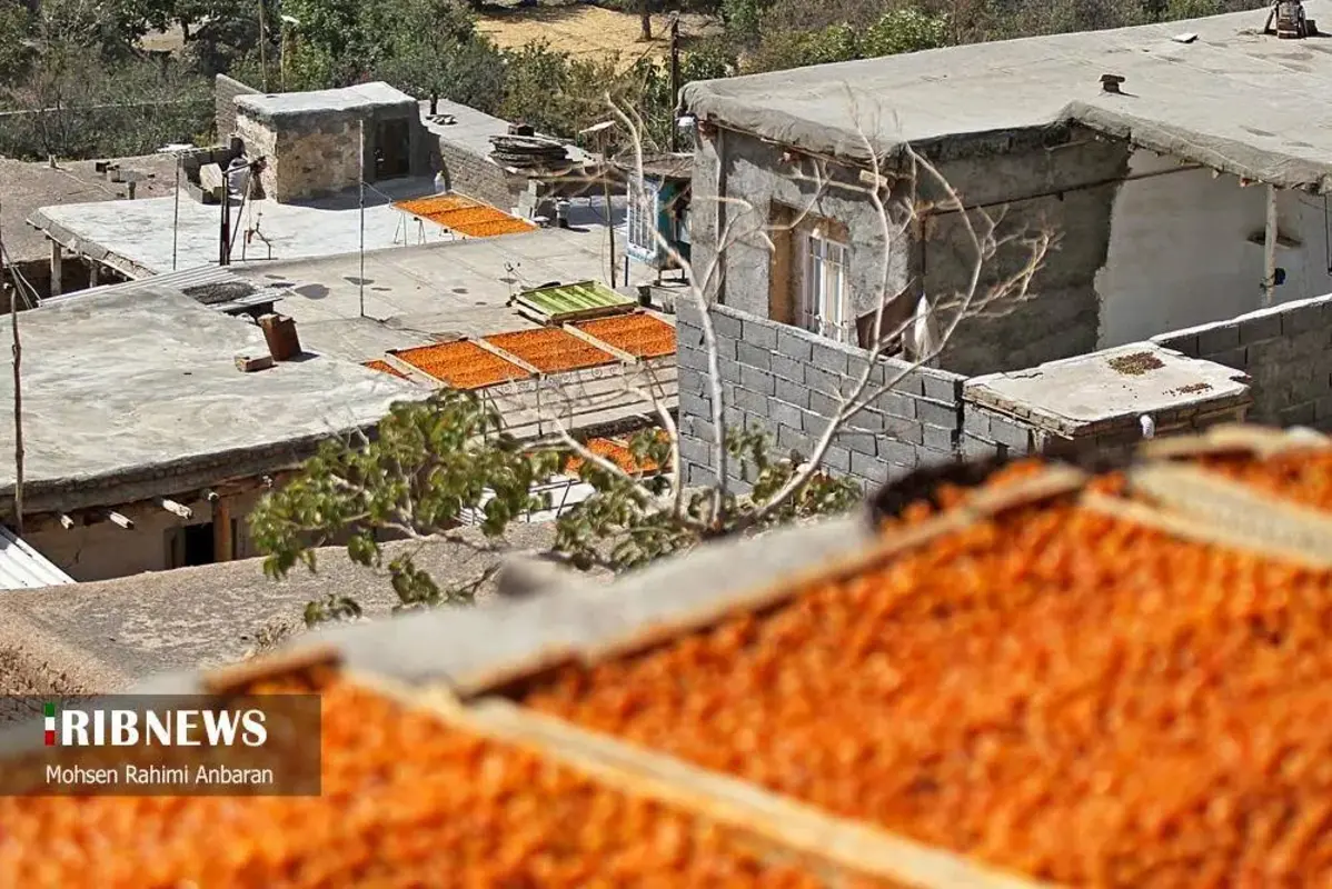 آلو‌های خور در صف آفتاب