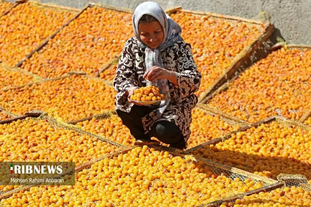 آلو‌های خور در صف آفتاب