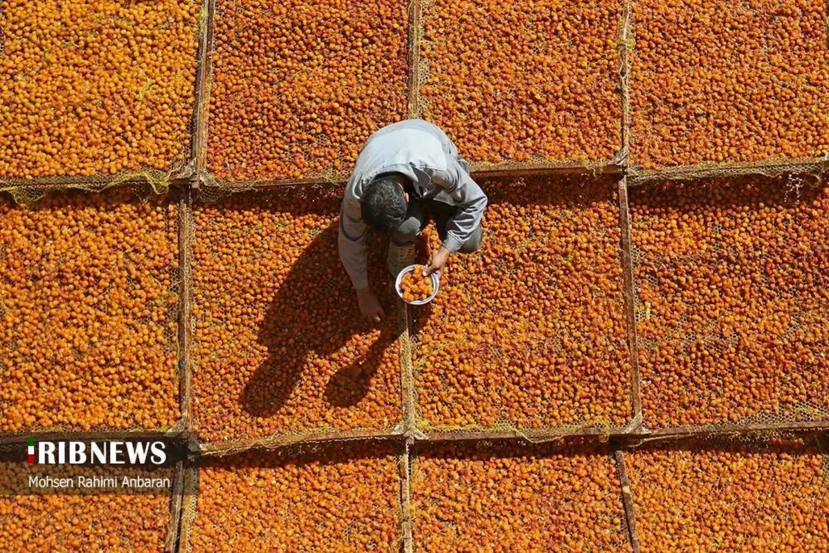 آلو‌های خور در صف آفتاب