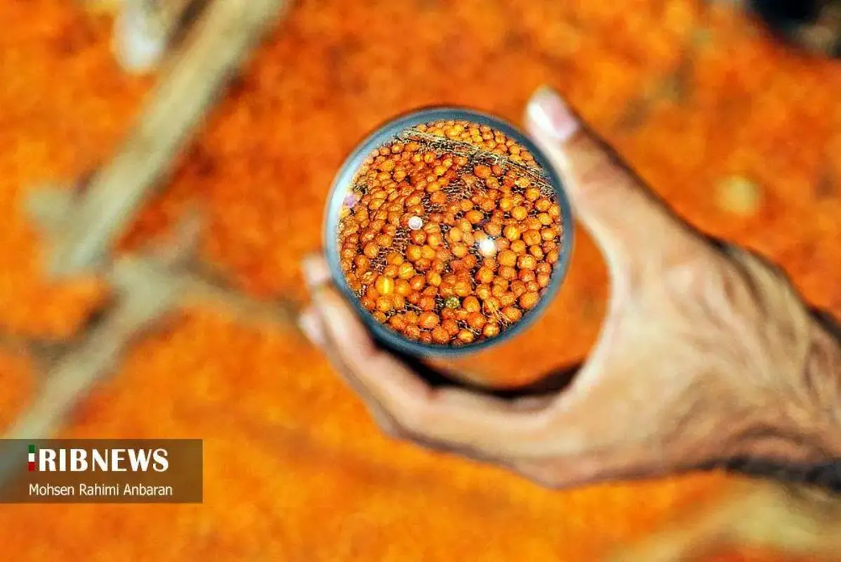 آلو‌های خور در صف آفتاب