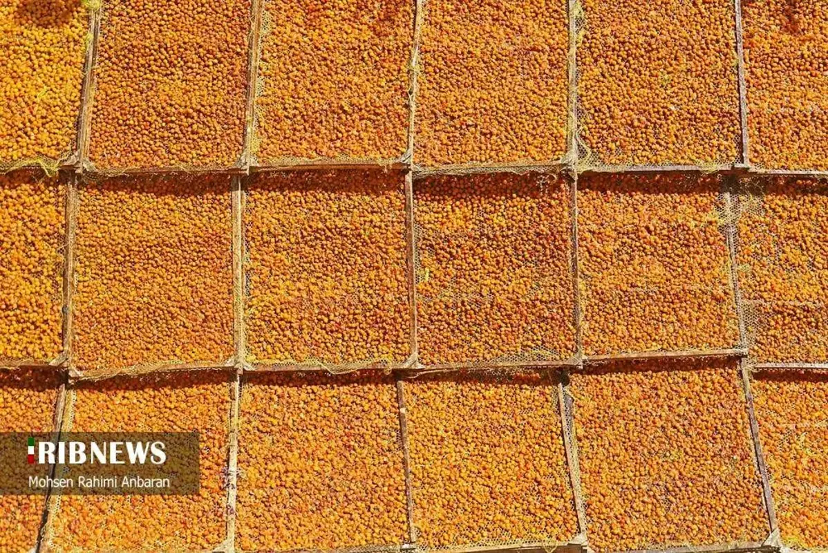 آلو‌های خور در صف آفتاب