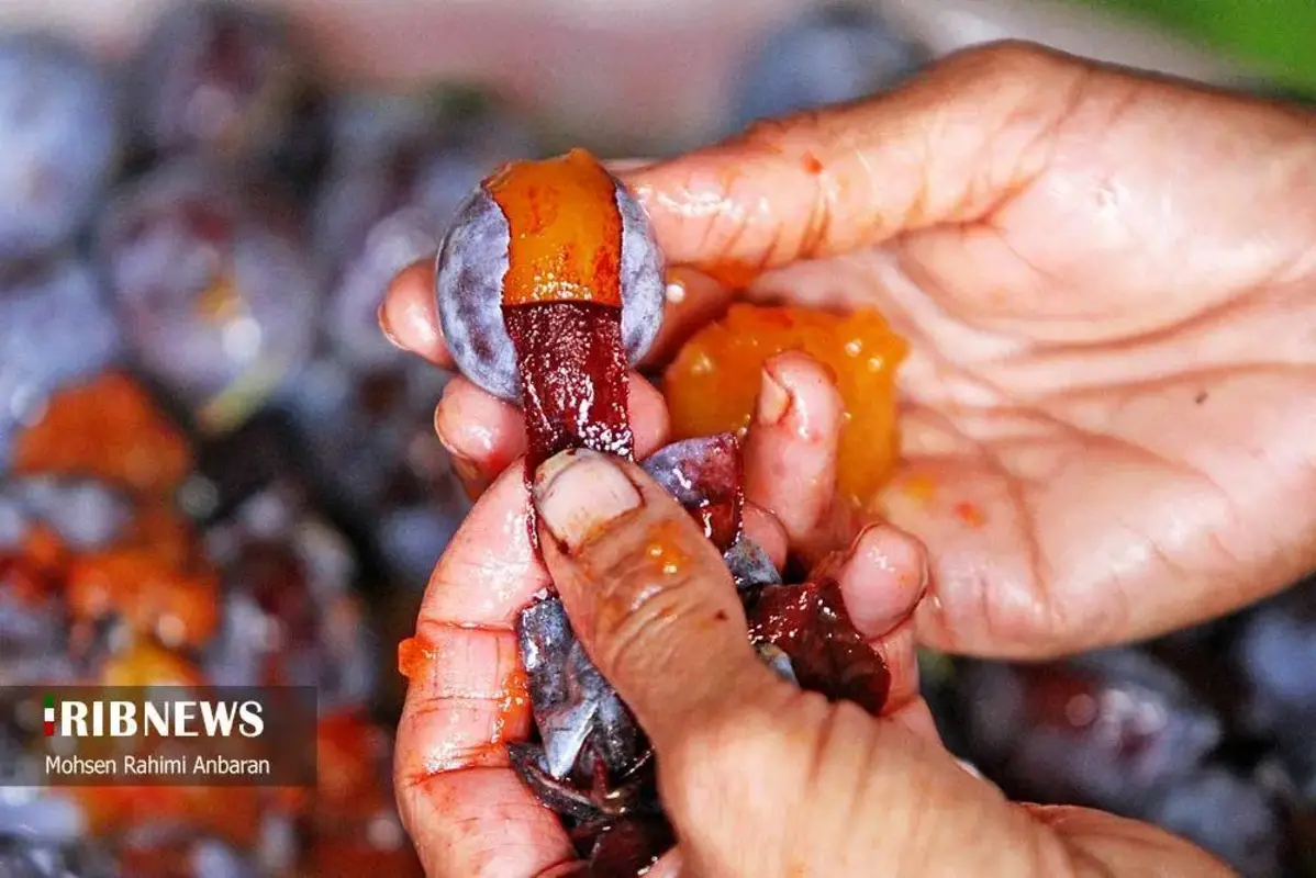 آلو‌های خور در صف آفتاب