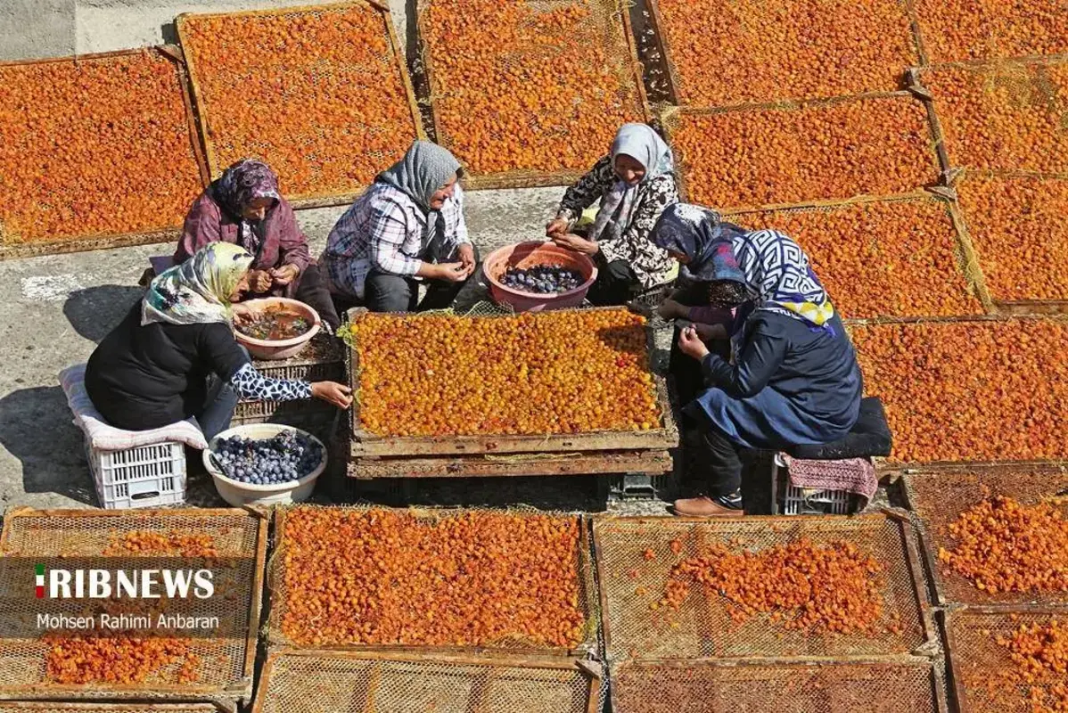 آلو‌های خور در صف آفتاب