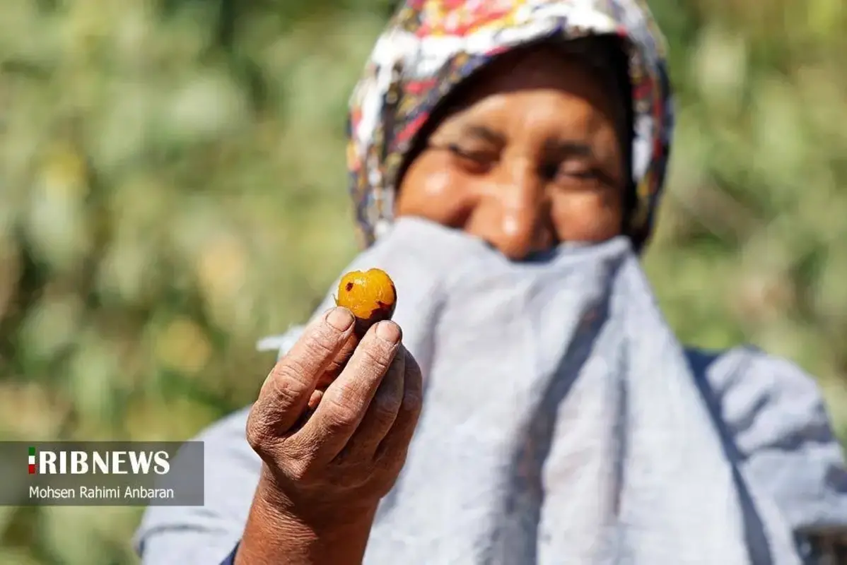 آلو‌های خور در صف آفتاب