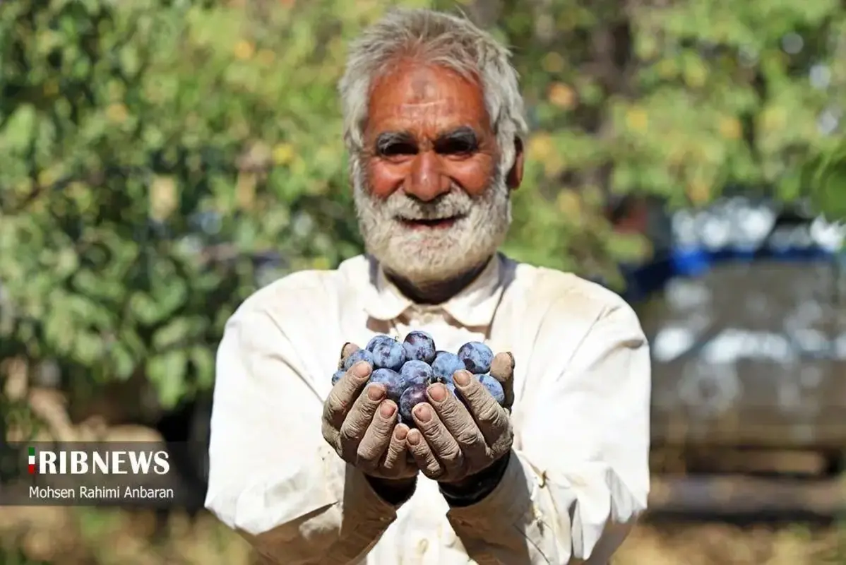 آلو‌های خور در صف آفتاب