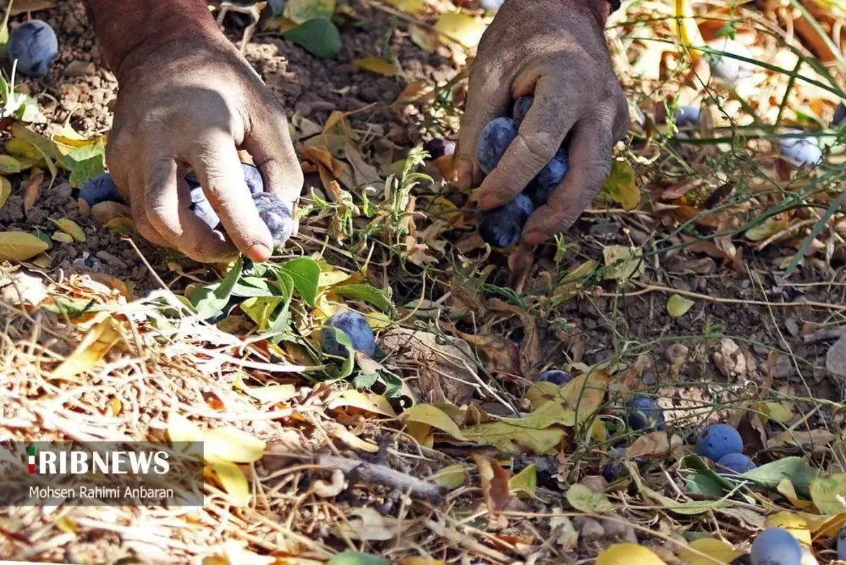 آلو‌های خور در صف آفتاب