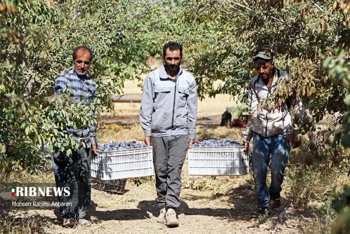 آلو‌های خور در صف آفتاب