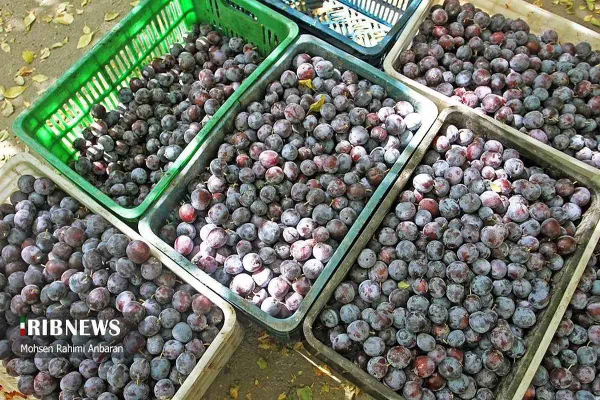 آلو‌های خور در صف آفتاب