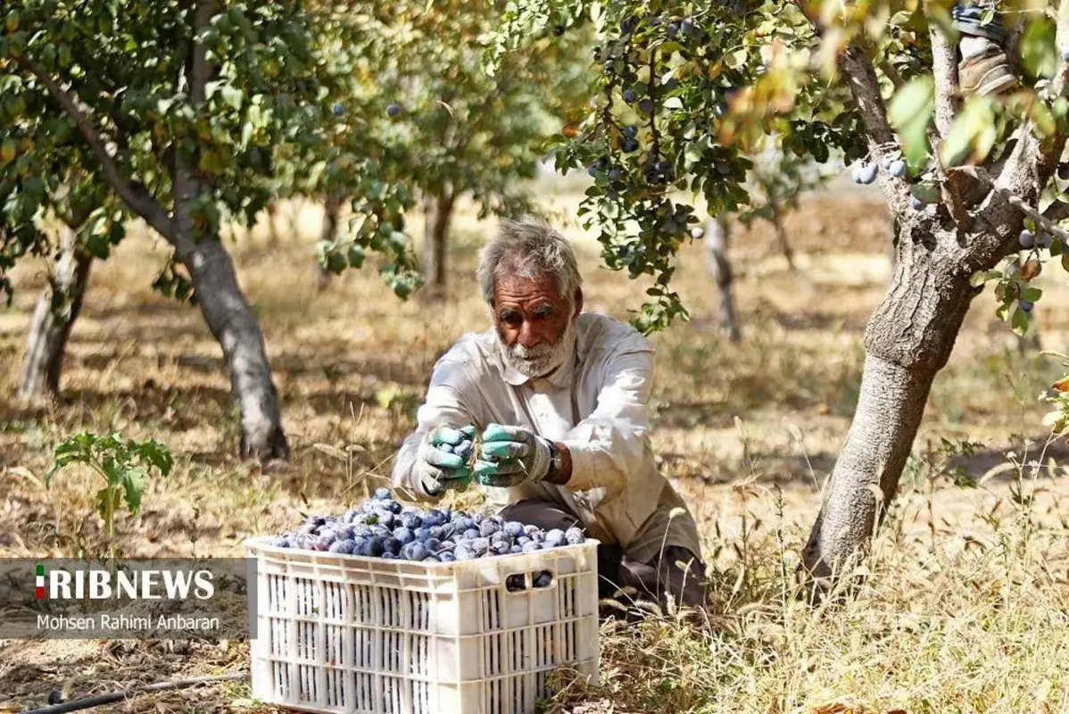 آلو‌های خور در صف آفتاب