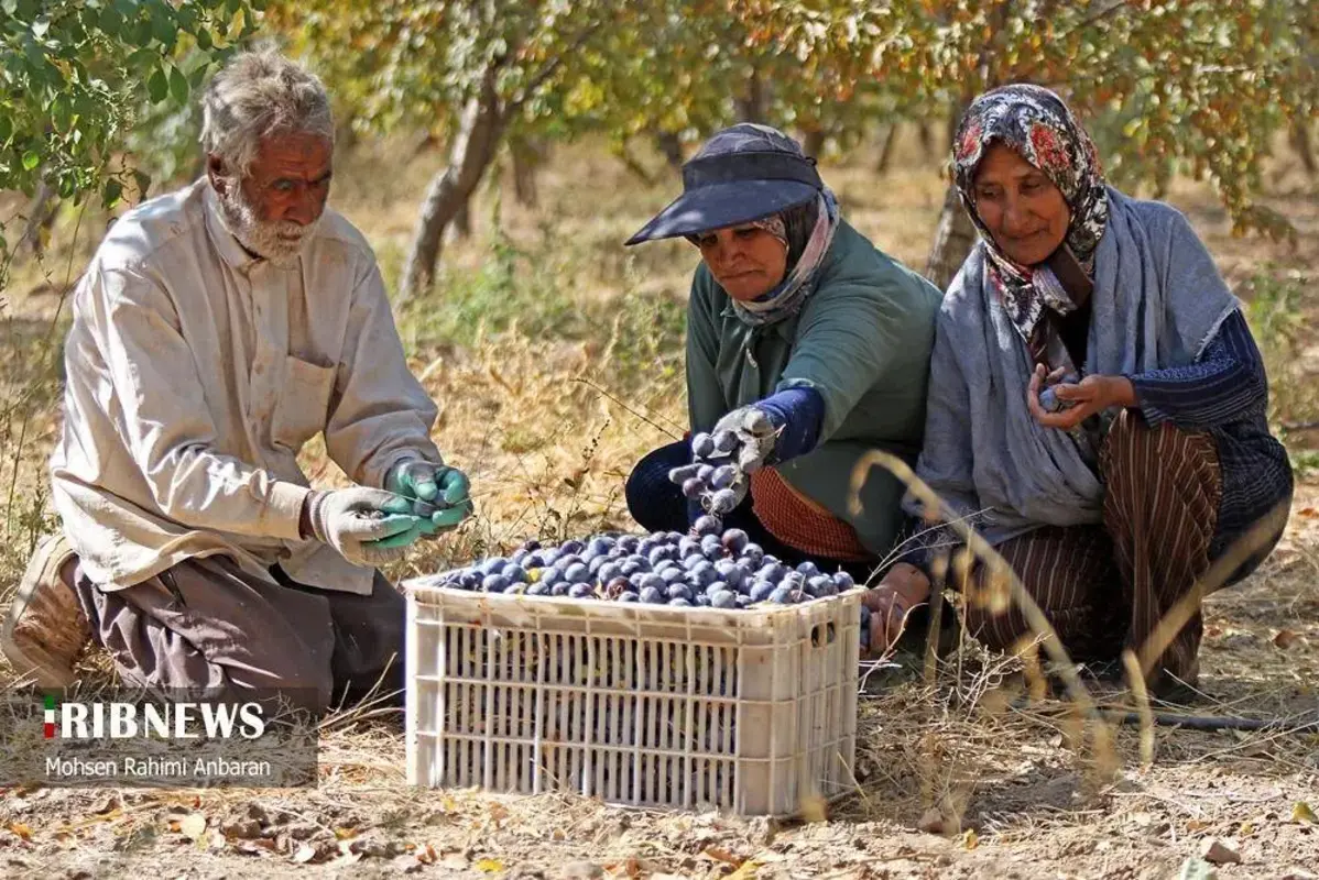 آلو‌های خور در صف آفتاب