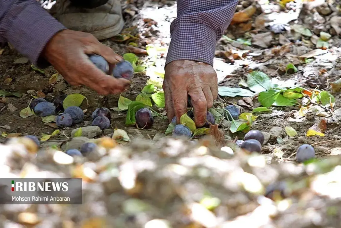 آلو‌های خور در صف آفتاب