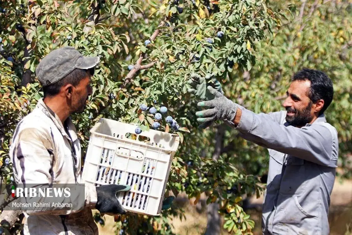 آلو‌های خور در صف آفتاب