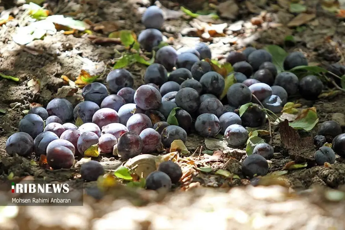 آلو‌های خور در صف آفتاب