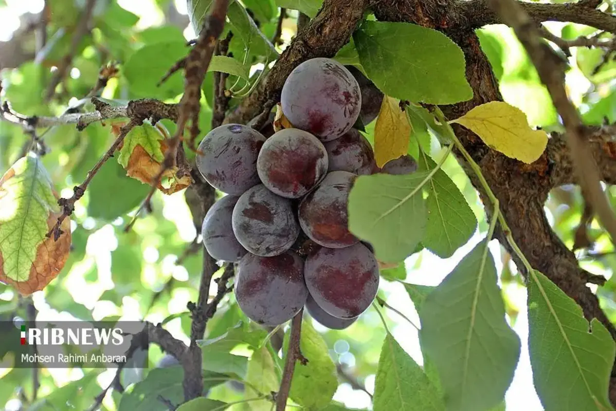 آلو‌های خور در صف آفتاب