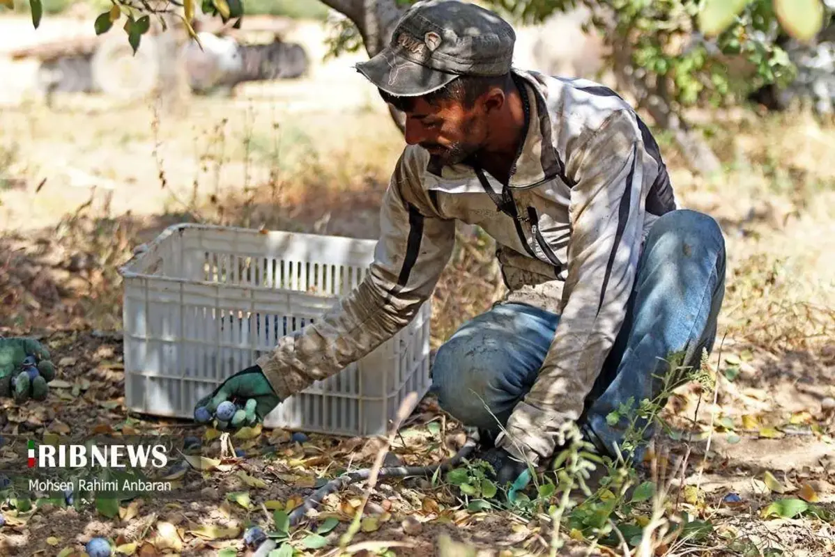 آلو‌های خور در صف آفتاب