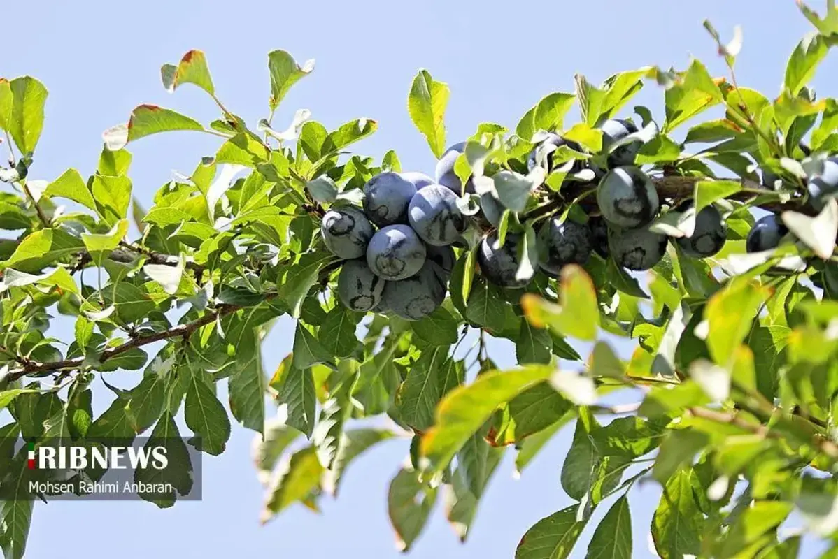 آلو‌های خور در صف آفتاب