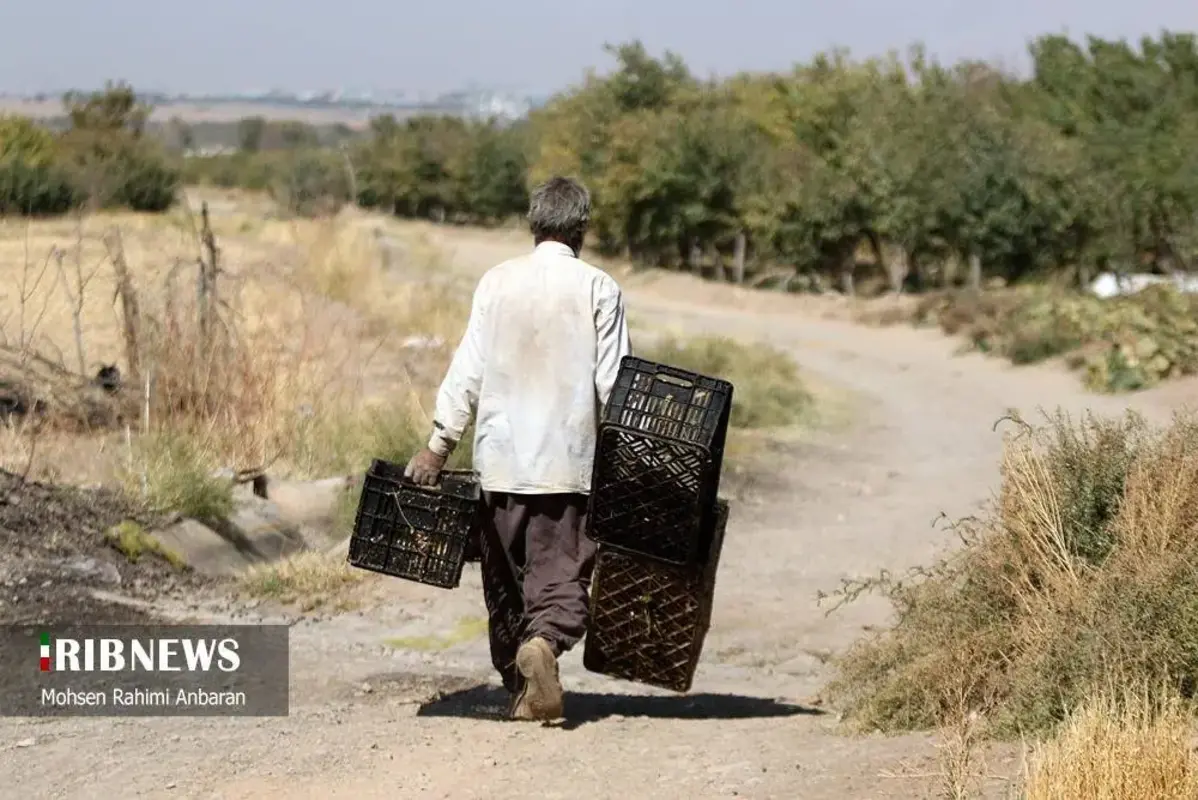 آلو‌های خور در صف آفتاب