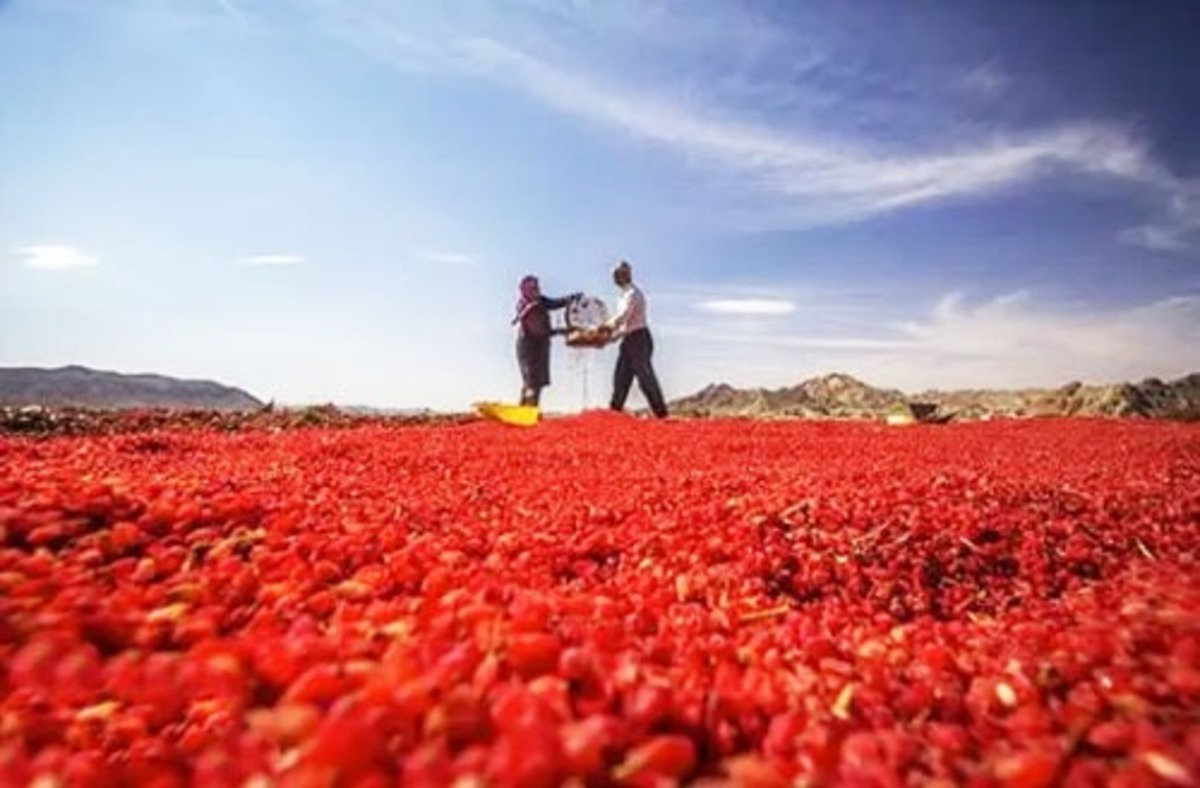 روستای افین زادگاه اولین درخت زرشک