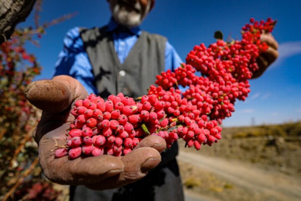 روستای افین زادگاه اولین درخت زرشک