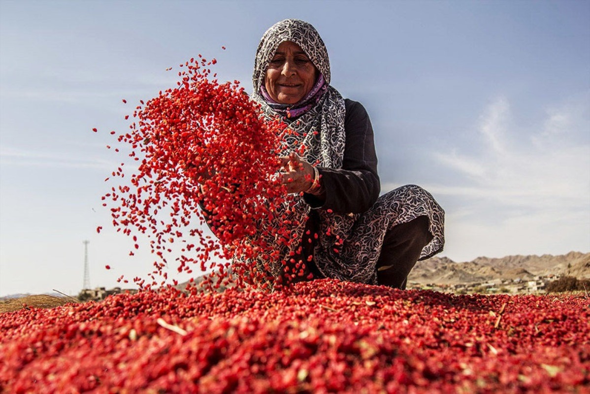 روستای افین زادگاه اولین درخت زرشک