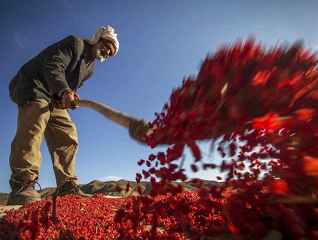 روستای افین زادگاه اولین درخت زرشک