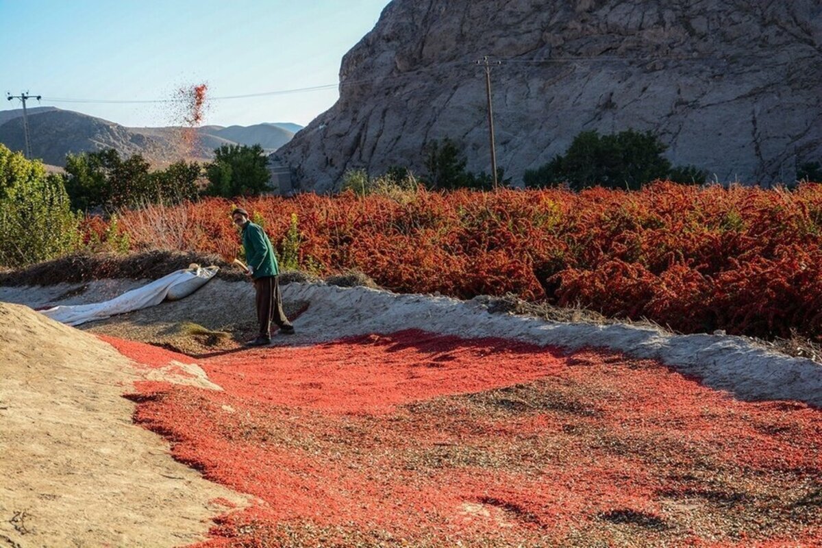 روستای افین زادگاه اولین درخت زرشک